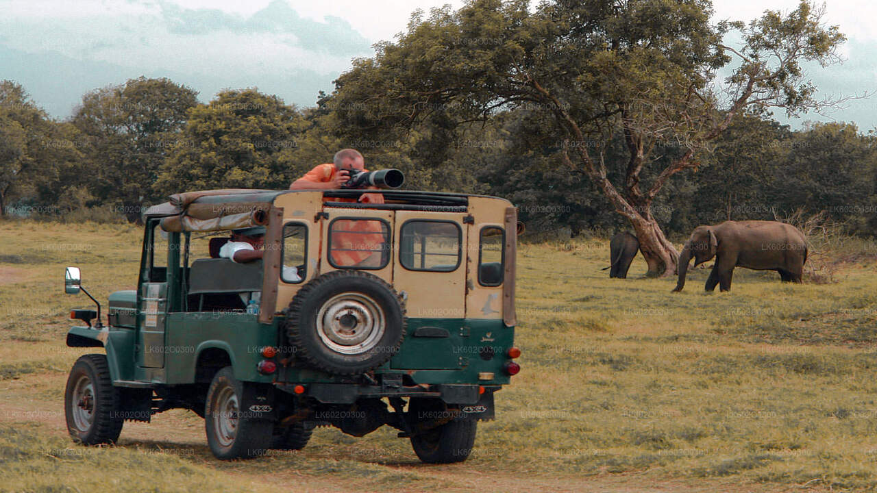 Udawalawe National Park Safari from Mirissa
