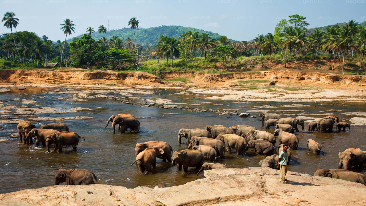 Pinnawala Elephant Orphanage from Balapitiya