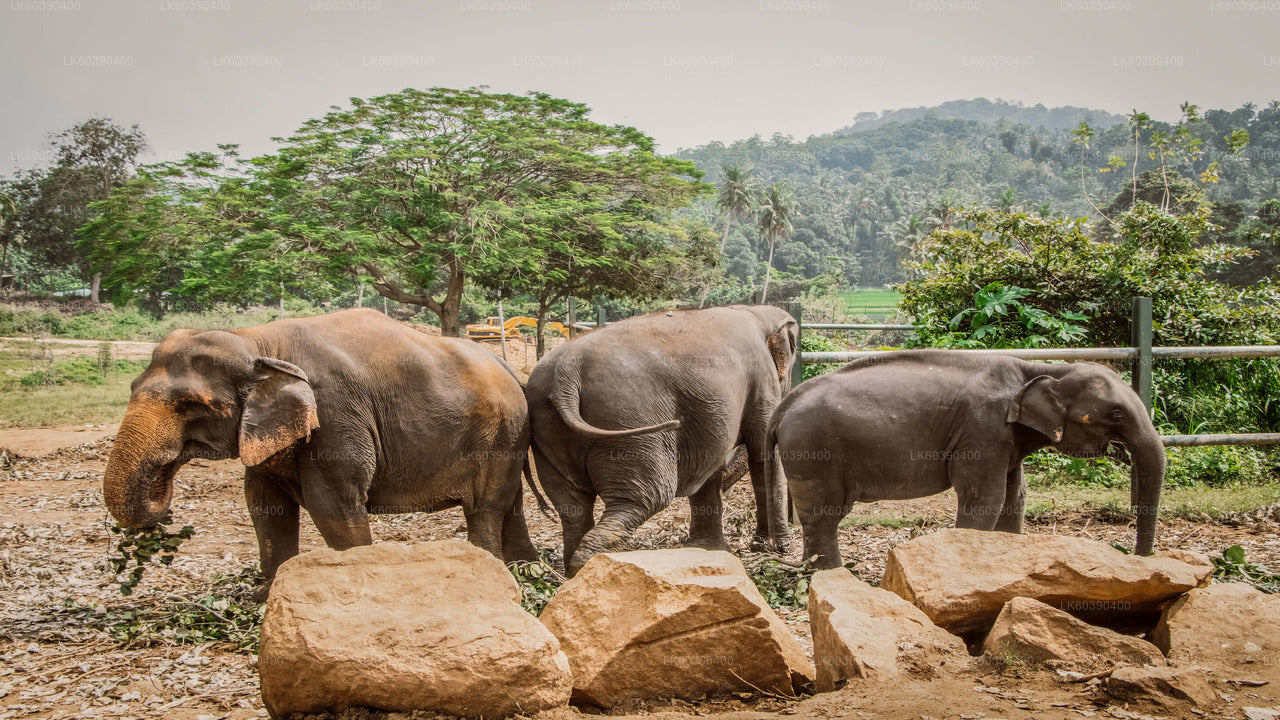 Pinnawala Elephant Orphanage from Balapitiya