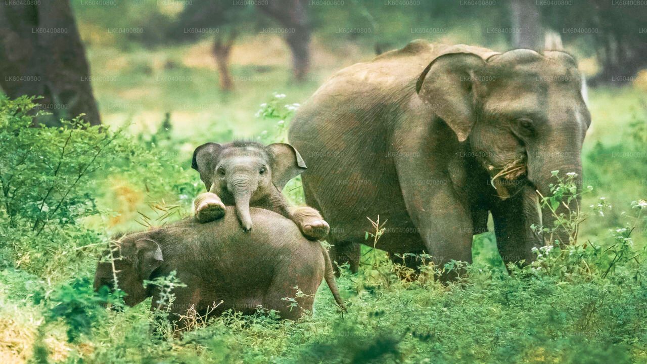 Yala National Park Safari from Ahungalla