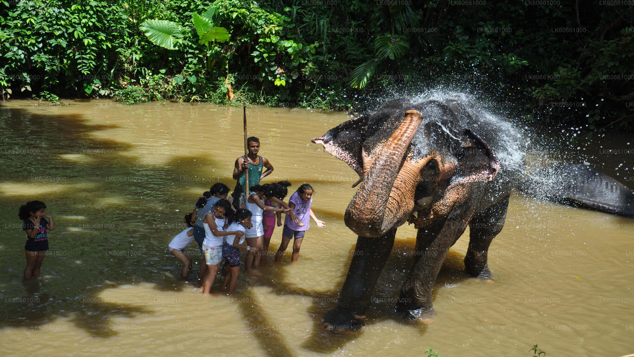 Millennium Elephant Foundation Visit from Mount Lavinia