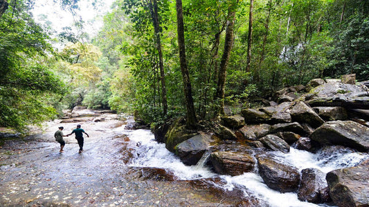 Trekking in Sinharaja Rainforest