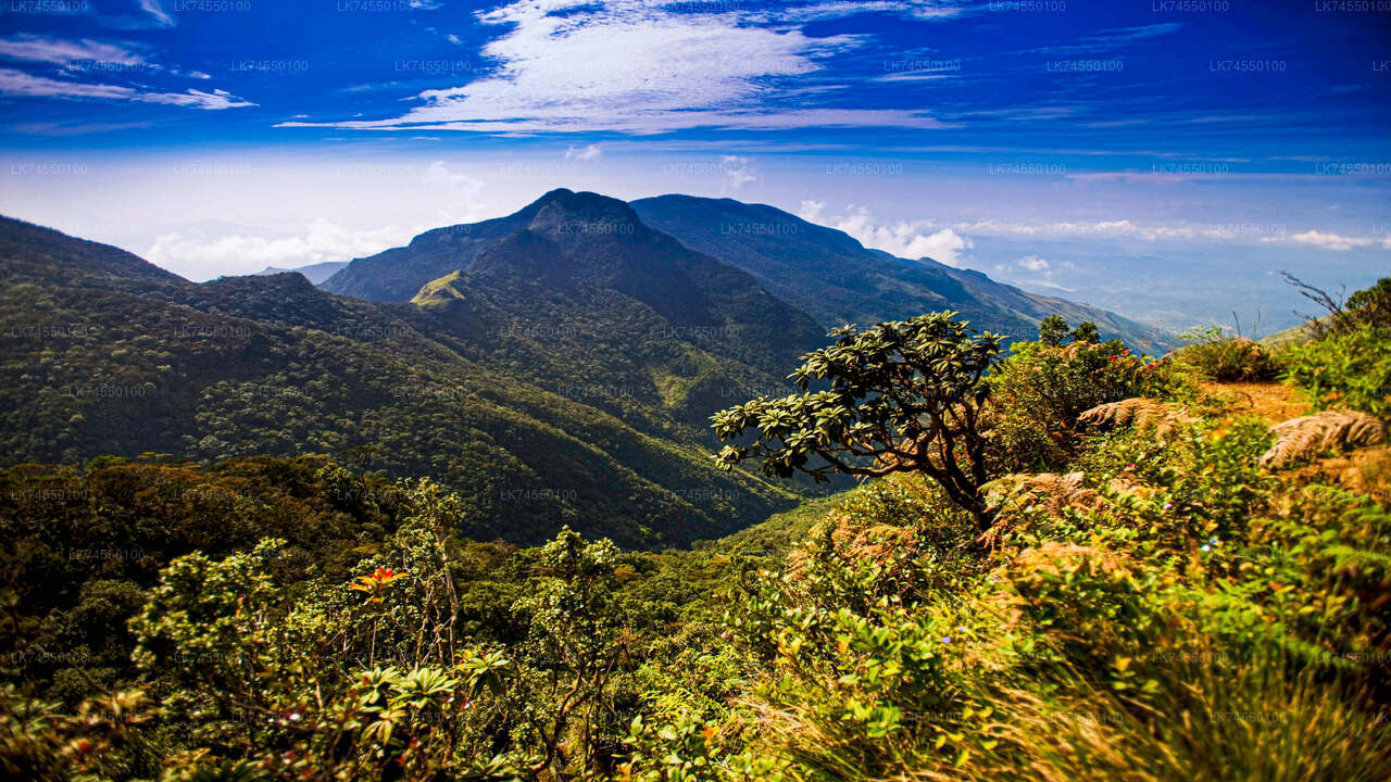 Hike to Horton Plains Border via Rail Tracks from Pattipola