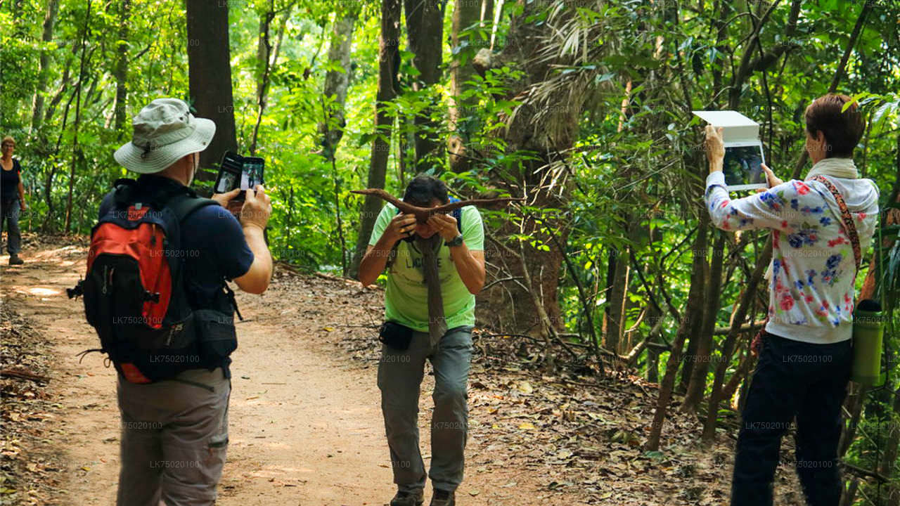 Birdwatching from Udawatta Kele Forest Reserve