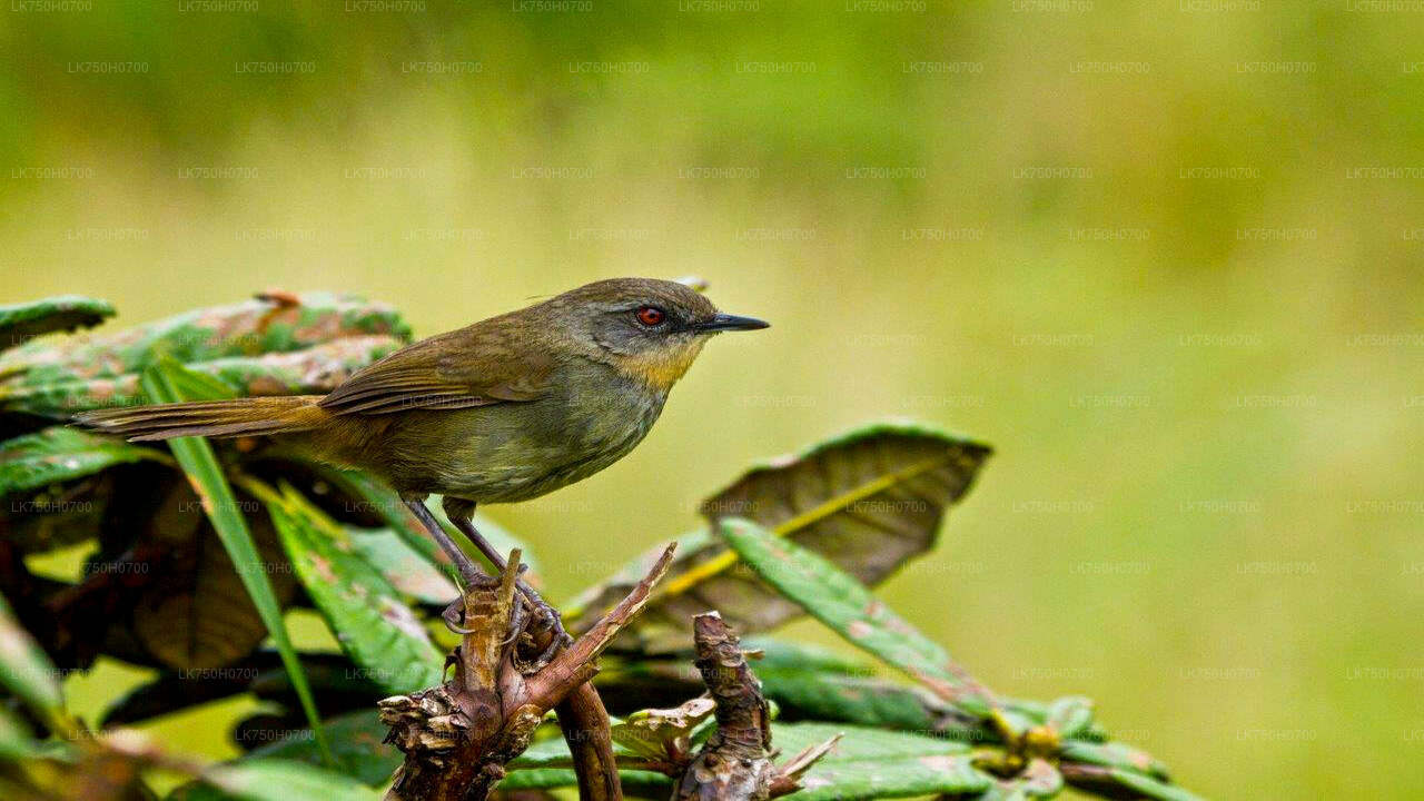 Birdwatching at Anawilundawa Sanctuary from Colombo