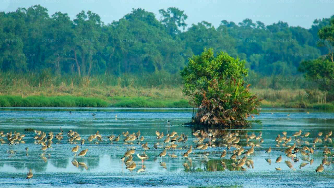 Birdwatching at Anawilundawa Sanctuary from Kalpitiya