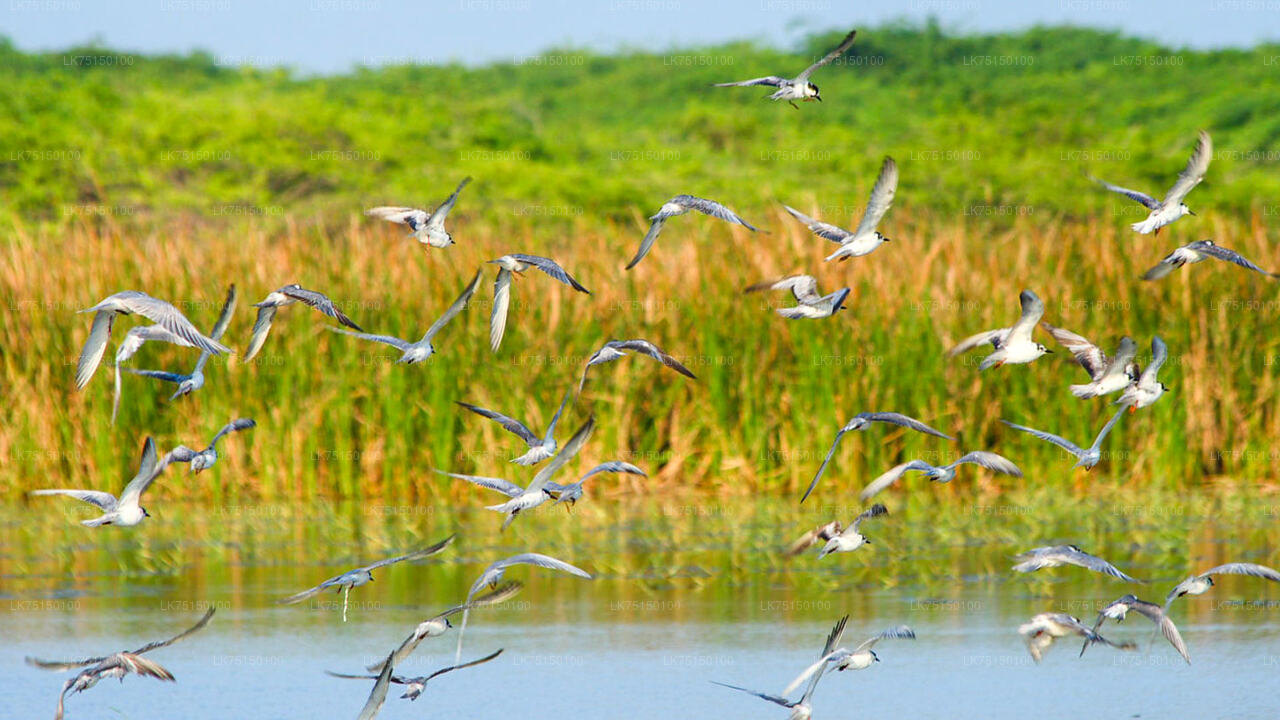 Birdwatching at Anawilundawa Sanctuary from Kalpitiya