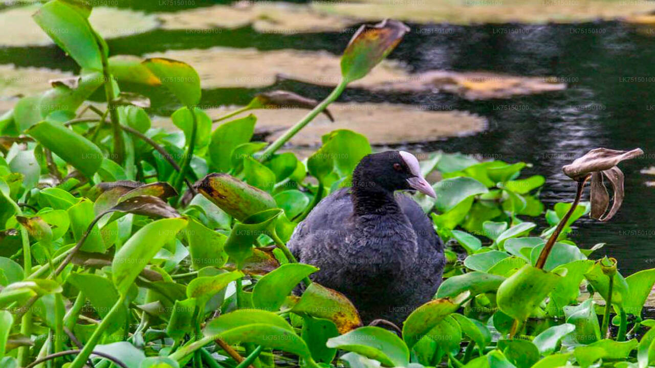 Birdwatching at Anawilundawa Sanctuary from Kalpitiya