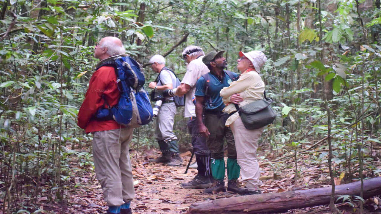 Birdwatching at Kitulgala from Mount Lavinia