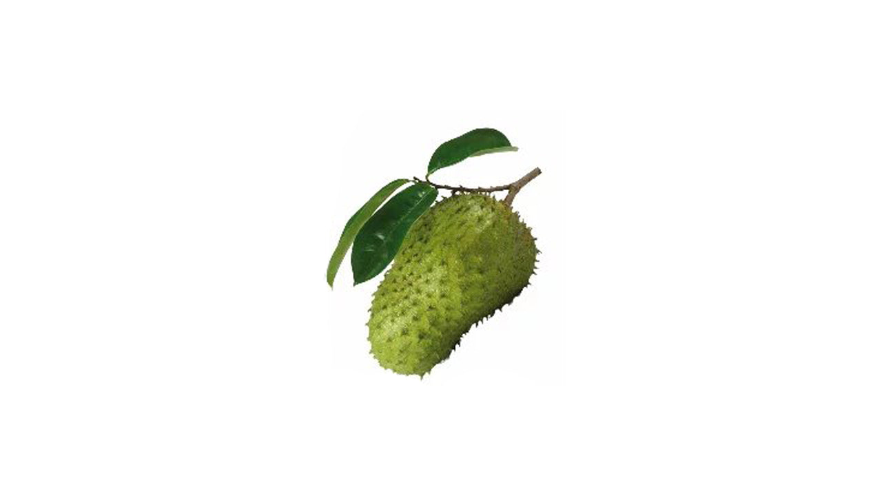 Soursop (කටු අනෝදා ලේයර්) Fruit Plant