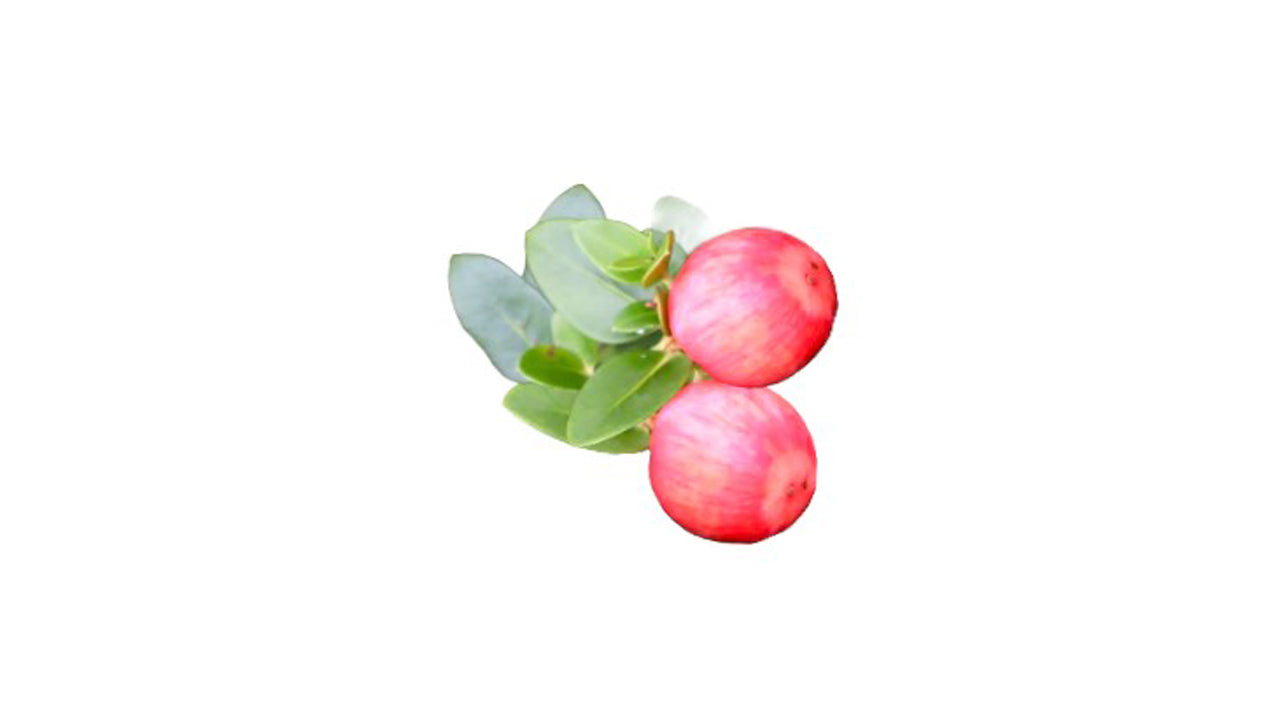 Sweet Jamson (පැණි ජැම්සන් ලේයර්) Fruit Plant